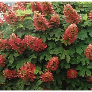 ドワーフカシワバアジサイ ルビースリッパーズ :紫陽花の商品画像