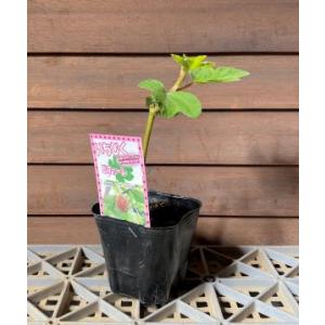 イチジク苗　いちじくの木　【小苗】　ビファーレ（グリスビファレ）　イチジク：果樹苗