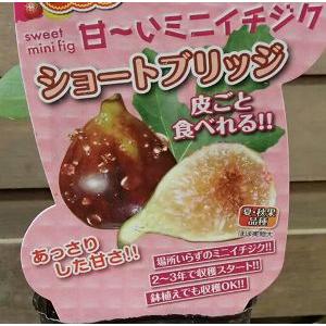 早生日本種】 1年生苗 イチジク ※納期指定：発送予定2026年1月