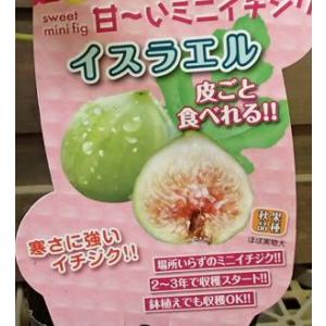 庭木・植木・果樹：イチジク*（いちじく）接木苗 6号（ご希望の品種を