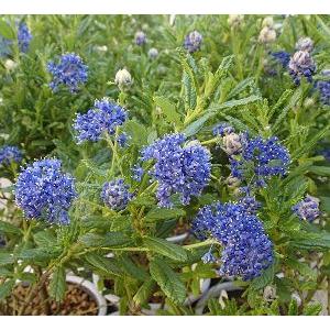 カリフォルニアライラック（セアノサス）　４寸ポット植え　パシフィックブルー