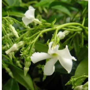 白花　スタージャスミン（トウテイカカズラ）　５寸鉢植えトレリス仕立て