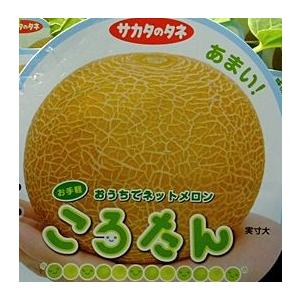 ころたん メロン 3寸ポット苗 コロタン : 日本花卉ガーデンセンター