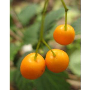 黄実　オトコヨウゾメ