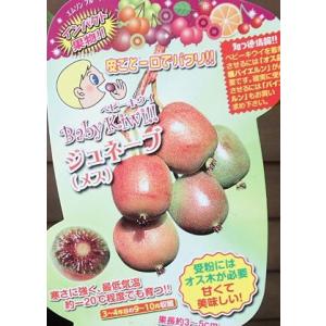 キウイ花粉の商品一覧 通販 Yahoo ショッピング