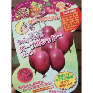 キウイ花粉の商品一覧 通販 Yahoo ショッピング