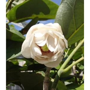 サルスベリ 極姫サルスベリ（百日紅）チカソウ : 日本花卉ガーデン