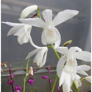 紫蘭（シラン） : 日本花卉ガーデンセンターYahoo!店 - 通販 - Yahoo