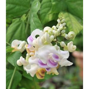 原種クレマチス 東和のカザグルマ （飛竜） : 日本花卉ガーデン