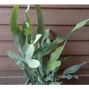 ラウアエ（オキナワウラボシ）3寸ポット植え 苗 苗木 : 日本花卉