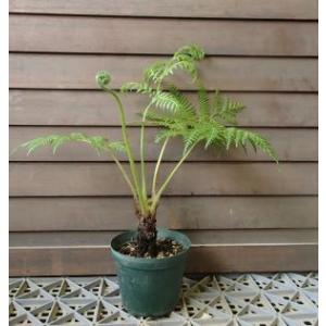 ヘゴ クーペリー 8号鉢植え 大株 ヘゴの木（ヘゴシダ） : 日本花卉