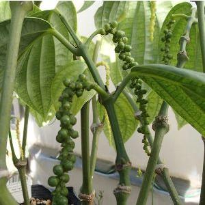 グミ苗木 夏グミ（ナツグミ）9cmポット苗 : 植物・園芸専門店 花育通販