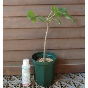 日本花卉ガーデンセンターyahoo 店 現品販売シリーズ 希少植物 その他の植物 Yahoo ショッピング