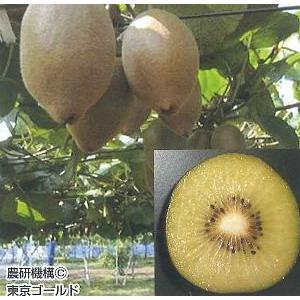 キウイ 苗 キウイの木 キウイフルーツ：ロッキー（オス木） ：果樹苗
