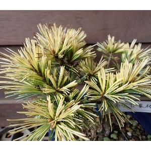 松 紅孔雀 （蛇の目松） 6寸鉢植え 黒松 ベニクジャクマツ : 日本花卉