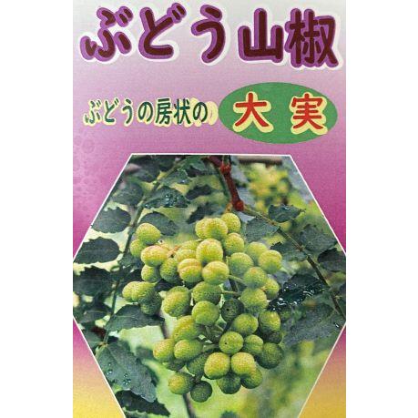 山椒の木　山椒　苗　山椒の葉　葡萄山椒（ブドウサンショウ）5寸ポット苗：果樹苗　樹高40〜80センチ...