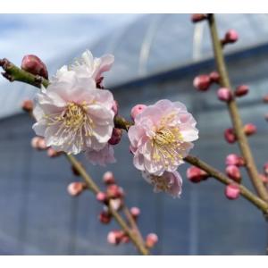 栗の苗木 天津甘栗 果樹の苗木 4号/1個売り 栗苗 栗の苗 栗の木 くりの