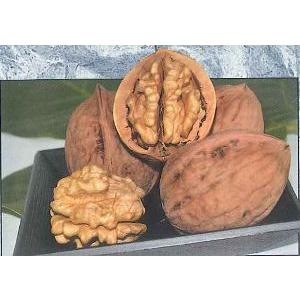 清香（改良信濃クルミ 接ぎ木苗）：果樹苗 : 日本花卉ガーデンセンター