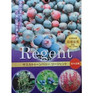 サスカトーンベリー　リージェント：果樹苗　＊７寸ポット植え　ジュンベリーの仲間！