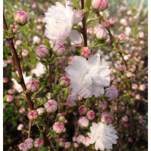 八重しだれ桜 （ ピンク ） 接ぎ木 4号鉢植え 八重紅枝垂 : 花と緑の