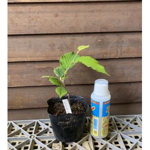 庭木 植木 苗：アビエスコレアナ シルバーショウ*小 現品をお届け 佐川