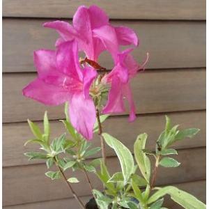 ムラサキツツジの商品一覧 通販 Yahoo ショッピング