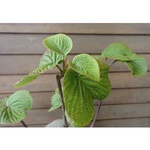 ムシカリ（オオカメノキ）