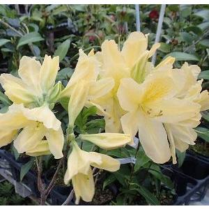 ダンコウバイ（檀香梅）3寸ポット植え 苗 苗木 : 日本花卉ガーデン