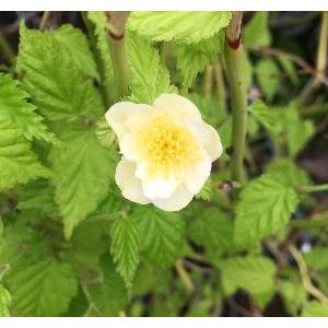 シロバナヤマブキ(白花山吹)の商品画像