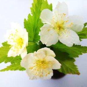 シロバナヤマブキ(白花山吹)の詳細画像2