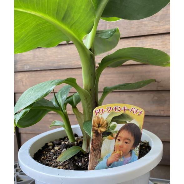 6寸鉢植え　ドワーフモンキーバナナ：熱帯果樹苗