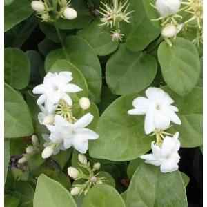 ジャスミン 一重咲き(5寸鉢植え) マツリカ ...の詳細画像2