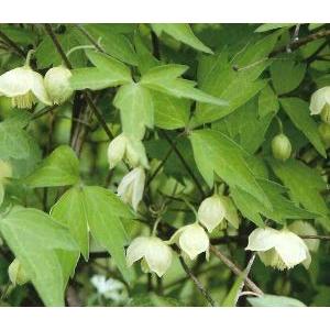 白花ハンショウヅル クレマチス Z 日本花卉ガーデンセンターyahoo 店 通販 Yahoo ショッピング