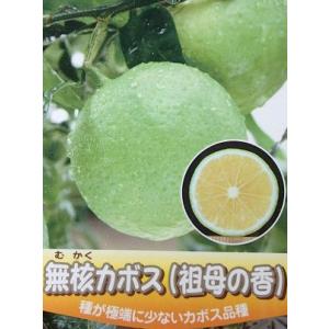 無核カボス(祖母の香）：果樹苗　種無しカボス　種無カボス　柑橘苗　苗木　接木　苗　みかん