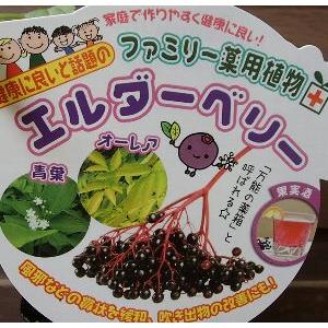 ネロ アロニア (ブラックチョコベリー/チョークベリー) ポット苗