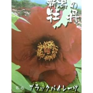【6寸鉢植え】　牡丹　ブラックパイレーツ　３年生