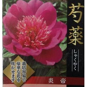 芍薬（シャクヤク／ピオニー） ピンクハワイアンコーラルの苗 : 植物