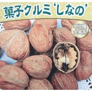 大株】 信濃くるみ（シナノクルミ） ：果樹苗 : 日本花卉ガーデン