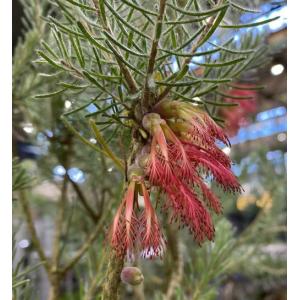 ミモザアカシア 6寸鉢植え 苗 苗木（アカシアの木） : 日本花卉