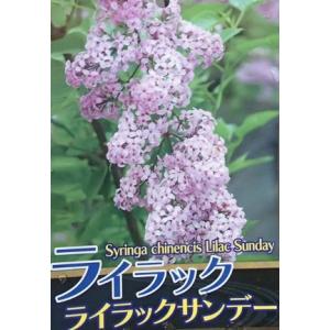 大株　姫ライラック（ライラックサンデー）　コンパクトライラック