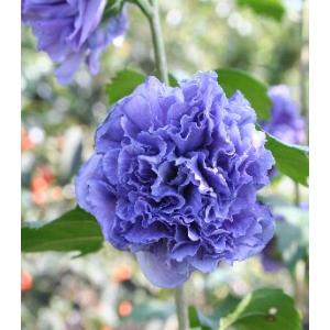 椿 ツバキの苗木 素粧 そしょう : 植物・園芸専門店 花育通販Yahoo!店