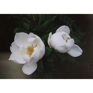 タイサンボク リトルジェム 6寸鉢植え : 日本花卉ガーデンセンター