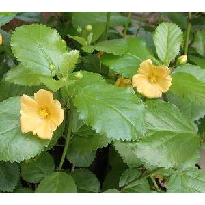 ハワイの花 イリマの商品一覧 通販 Yahoo ショッピング