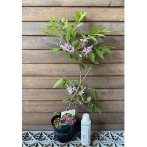 日本花卉ガーデンセンターyahoo 店 藤 花木 庭木 Yahoo ショッピング