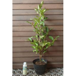 本榊（ホンサカキ）の苗（高さ30-40cm前後） : 植物・園芸専門店 花育