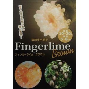 4寸ポット植え　フィンガーライム　オレンジ（ブラウン）　接木苗　2年生　：果樹苗　柑橘苗　苗木　接木...