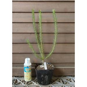 ヘアピンバンクシア スピヌローサ6号鉢高さ90センチ hanahirobaonline_niwa-