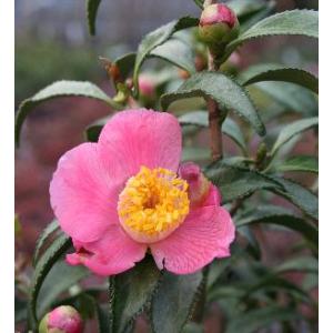 富士の雪（斑入り葉椿）：椿（ツバキ） : 日本花卉ガーデンセンター