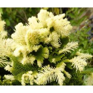 現品530B】ケイパレス（矮性・直立性タイサンボク）7号 : 日本ライン