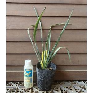 ユッカ ロストラータ ブルーベルベット （5寸鉢植え） : 日本花卉